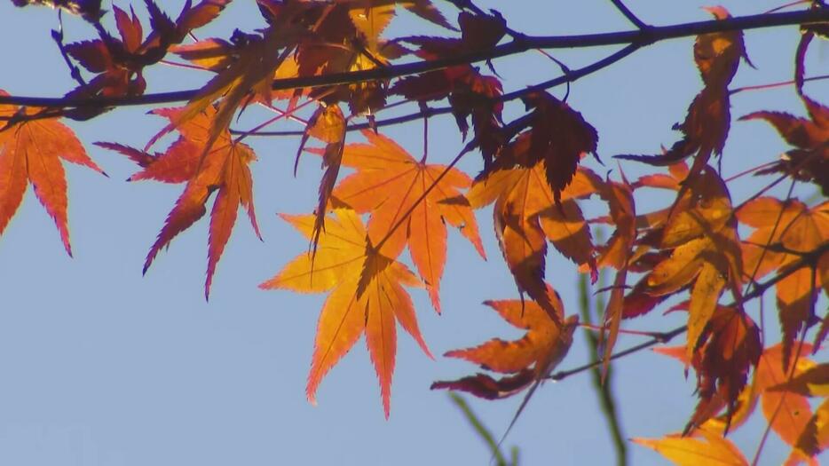 佛通寺で紅葉見ごろ「きれいで感動」　広島・三原市