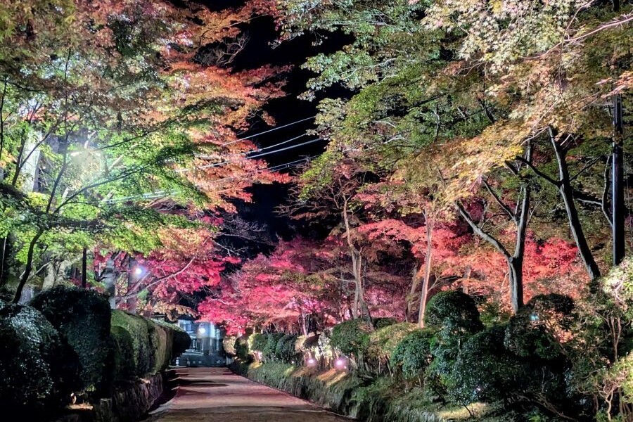 ライトアップされた壇上伽藍蛇腹道（11月23日・和歌山県高野町で撮影）