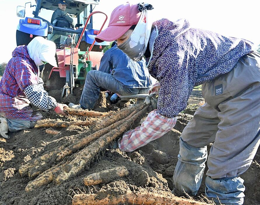 ナガイモの収穫作業に精を出す農家＝16日午前、東北町