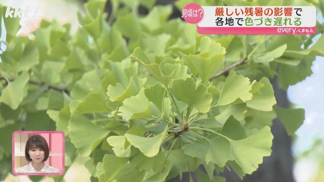 まだ色づいていないイチョウ(4日・熊本県庁プロムナード)