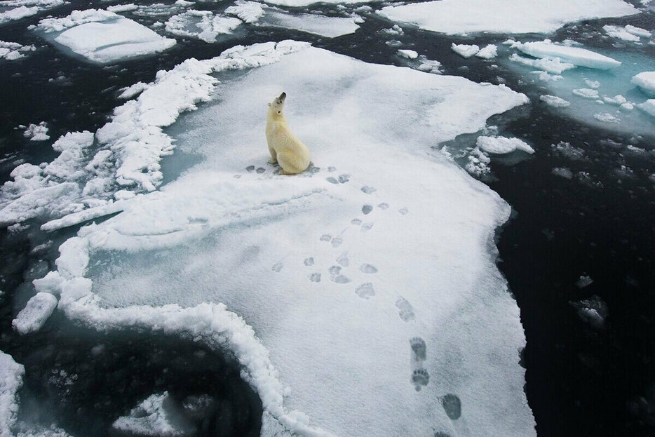 北極圏の気温は地球上で最も急速に上昇しており、そこに暮らす動物たちに困難をもたらしている。（PHOTOGRAPH BY OLE JORGEN LIODDEN/NATURE PICTURE LIBRARY）