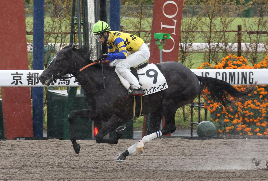 京都5R新馬戦を制したストップヤーニング（撮影・白石智彦）