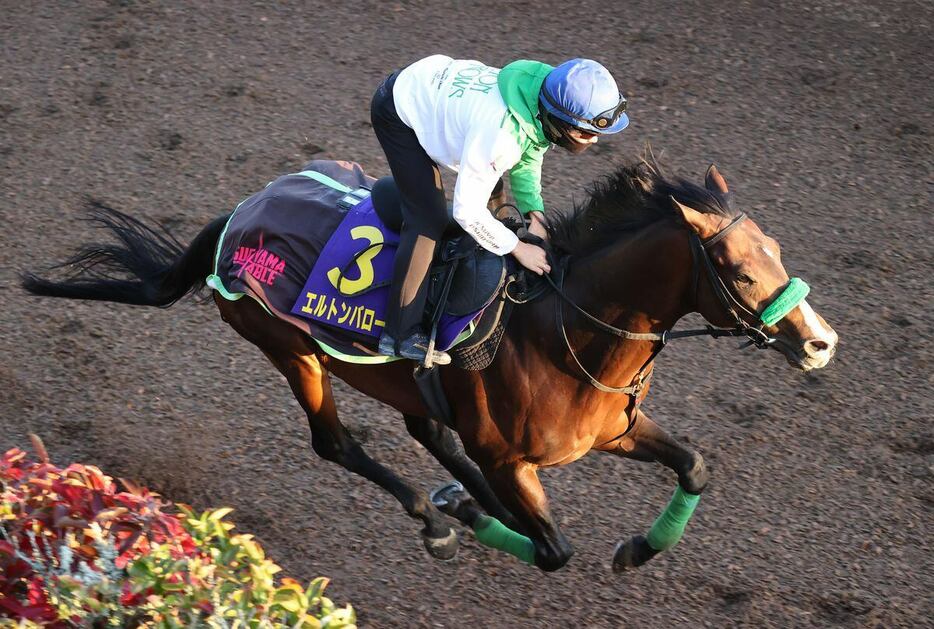 坂路で好気配をふりまいたエルトンバローズ＝栗東トレセン（撮影・安部光翁）