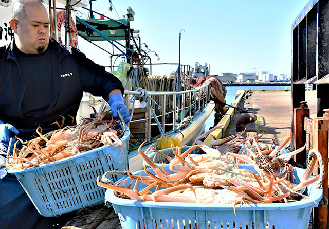 水揚げされた庄内沖のズワイガニ＝酒田市・酒田港