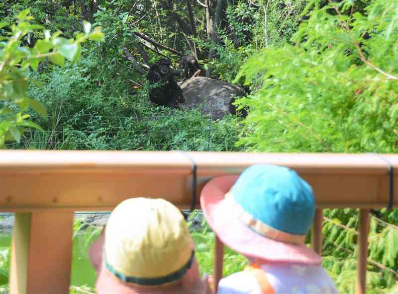 サポーターズデーで子どもたちが用意した餌を食べるチンパンジー＝9月7日、熊本市東区