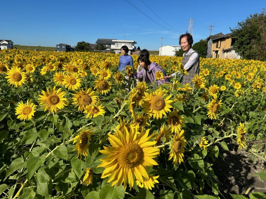 ヒマワリの迷路を楽しむ見物客＝阿南市柳島町北別当