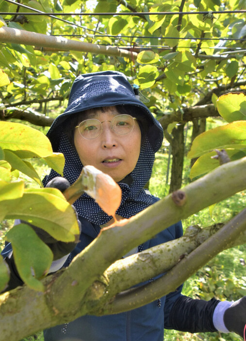 切り落としたナシの枝の部分に薬剤を塗る前田有美さん＝佐賀県伊万里市で2024年11月6日午後0時1分、西脇真一撮影