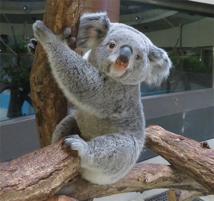 多摩動物公園のあずまは写真集が出版されるほどの人気者