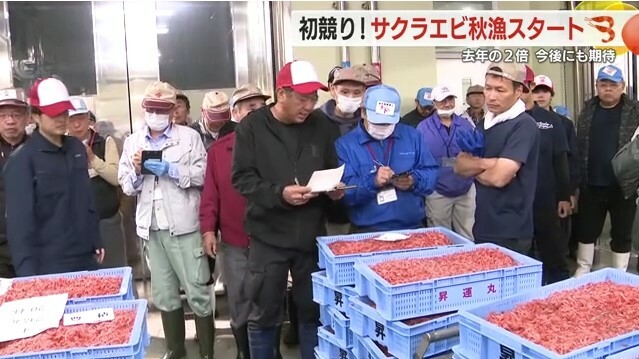 由比港での初競り(11月5日）