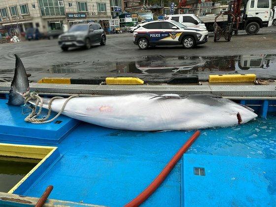 混獲されたミンククジラ［写真　束草海洋警察］