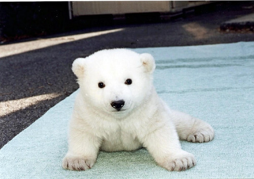 生後２か月過ぎ。ぬいぐるみのように愛らしい姿だった（２０００年２月）＝愛媛県立とべ動物園提供