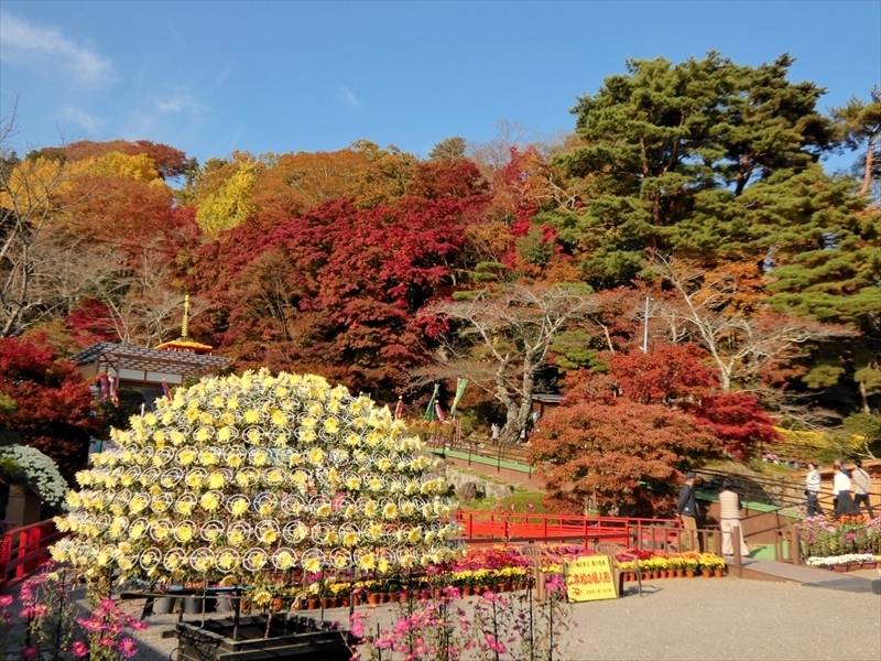 満開の菊と真っ赤な紅葉が競演する菊人形会場