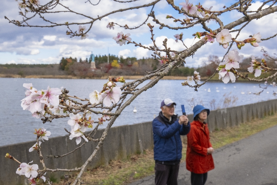 本格的な冬を前に、花がほころび始めた冬桜＝23日、おいらせ町のいちょう公園