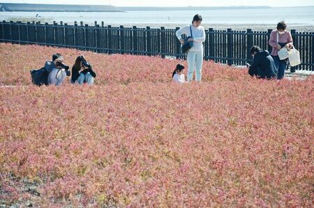 赤く色づいたシチメンソウを眺める来場者＝佐賀市東与賀町の干潟よか公園