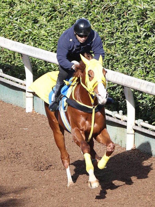 坂路を単走で追い切るボルドグフーシュ