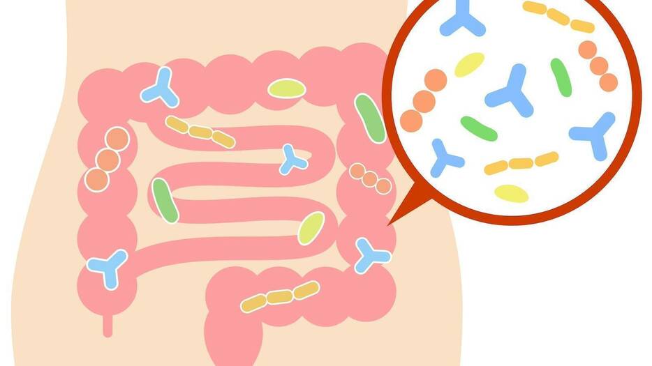 おなかの調子を整える「善玉菌がどんどん増える食べ物」って？管理栄養士が解説