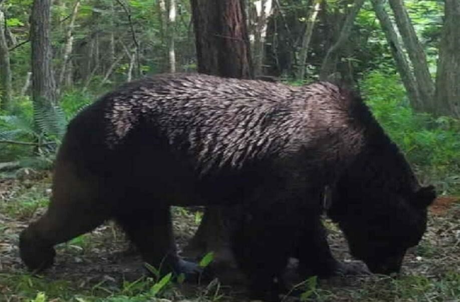 ヒグマの出没相次ぐ北海道 写真は牛66頭を殺傷し続けた「OSO18」