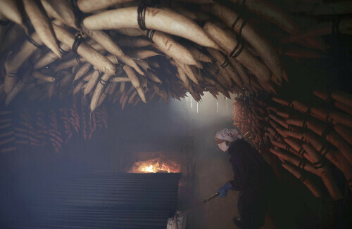 「いぶし小屋」でいぶされる多くの大根（秋田県横手市で）＝永井秀典撮影