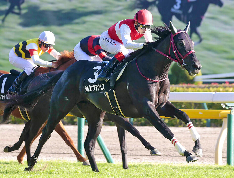 百日草特別を制したショウナンマクベス（右）（カメラ・荒牧　徹）