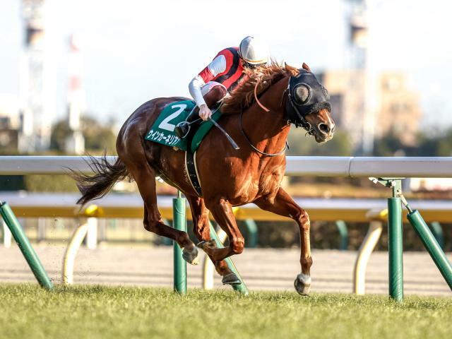 京阪杯に出走予定のウインカーネリアン(撮影：下野雄規)