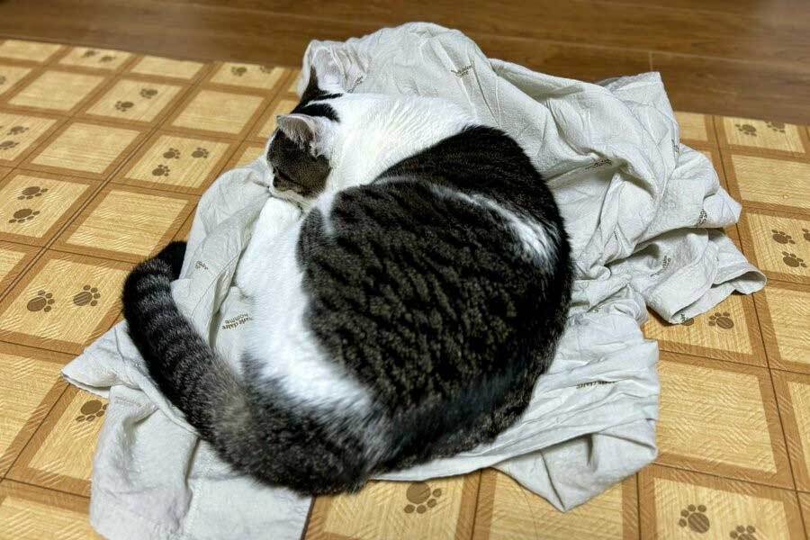 寂しそうに飼い主さんのパジャマの上で丸まるしおちゃん【写真提供：猫のしお むすび、飼い主はろで（@rode_no_neko）さん】