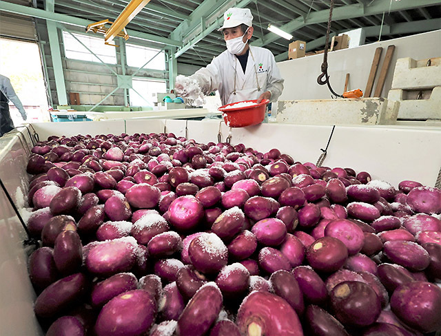 漬け込み作業が最盛期を迎えている温海カブ＝鶴岡市一霞