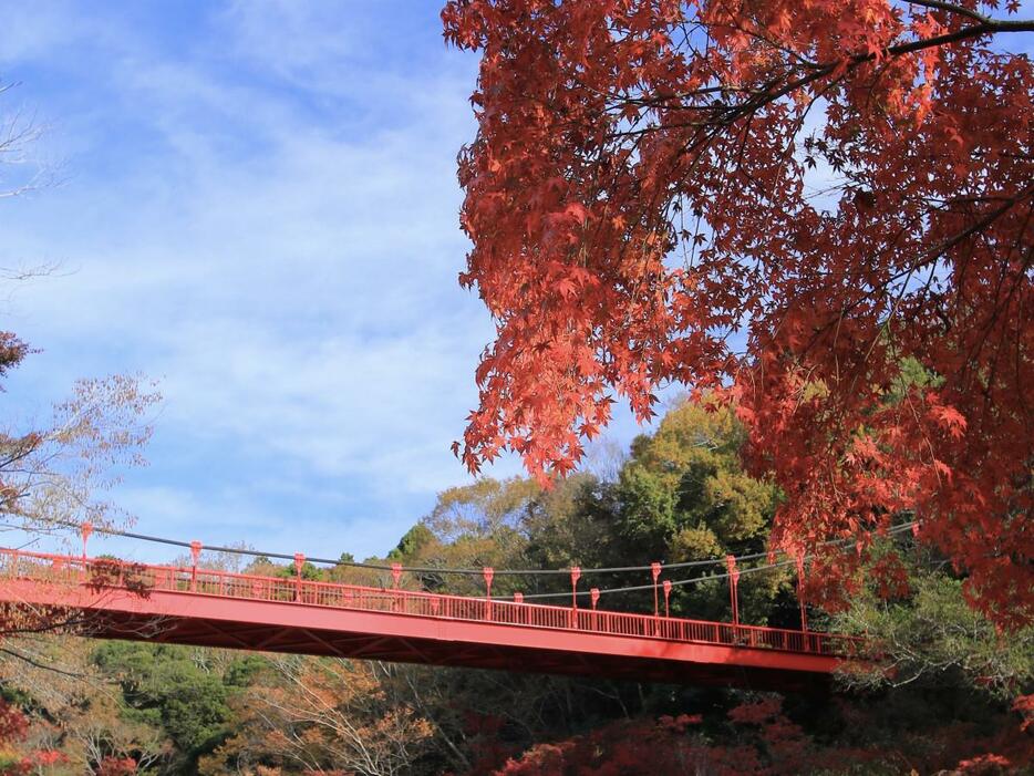 泉自然公園のいずみ橋（2022年11月の様子）