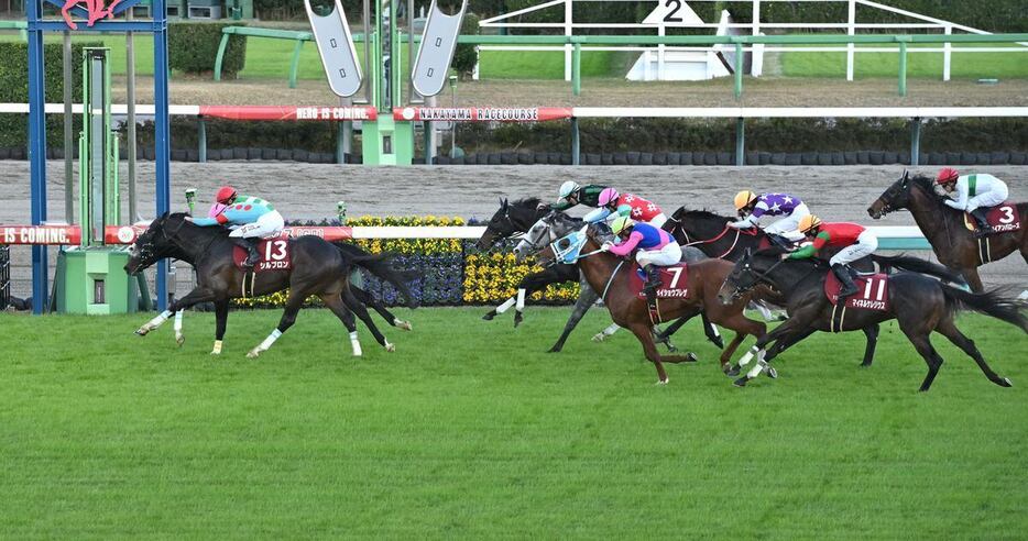 ステイヤーズSのゴール前＝中山競馬場（撮影・奈良武）