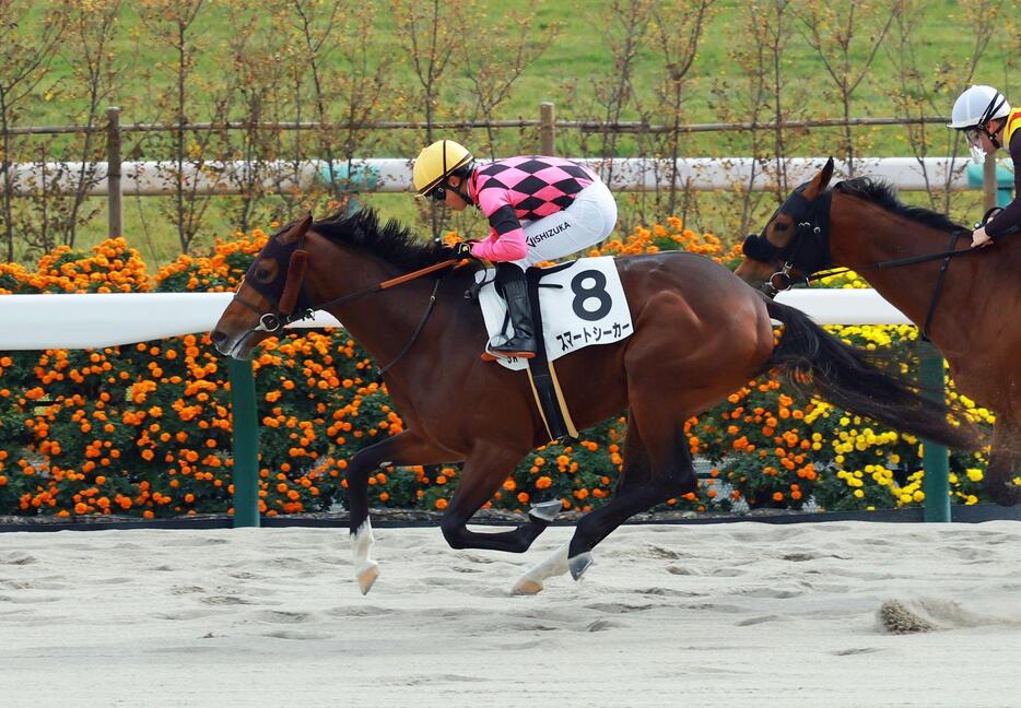 　新馬戦を快勝したスマートシーカー（撮影・石湯恒介）