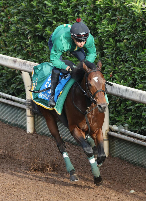 坂路を単走で追い切るウィリアムバローズ（撮影・白石智彦）