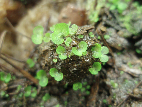 シダをはじめとする植物研究は今市さんのライフワークだ（シダ類の配偶体 日本女子大学提供）