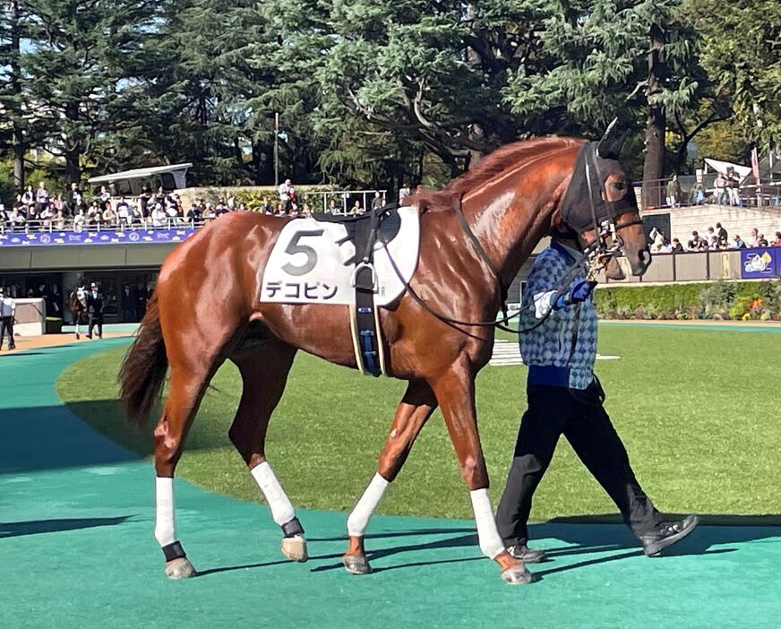 日曜東京１Ｒに出走したデコピン