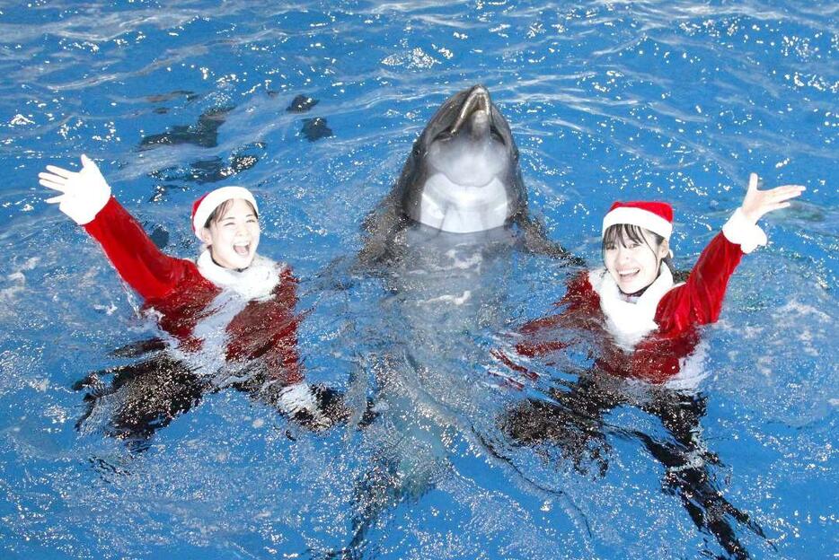 クリスマス期間限定オーシャンライブのイメージ(アクアワールド県大洗水族館提供)