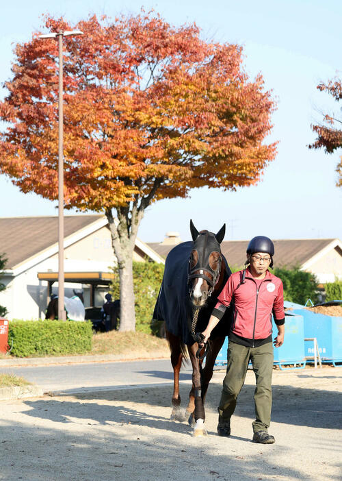 14日、厩舎周りで運動するセリフォス（撮影・白石智彦）