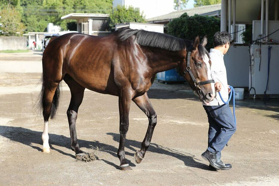 最強世代の重賞勝ち馬ラーグルフ。師弟コンビで重賞制覇を狙う