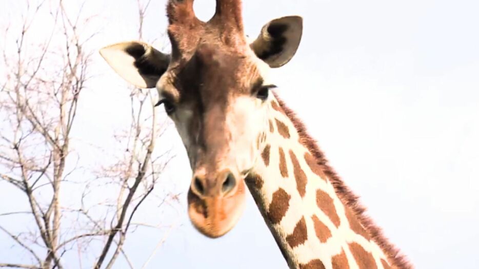 天王寺動物園のキリン　※資料