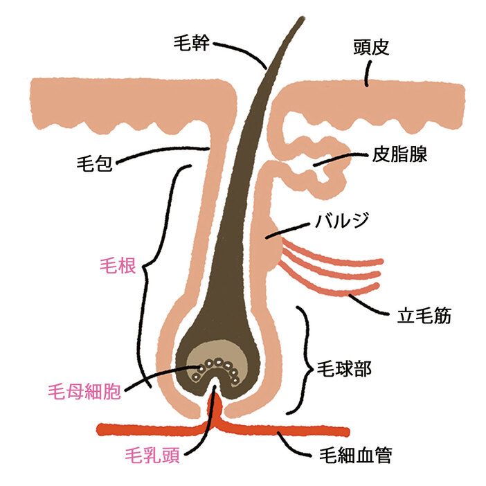 引用元：美ST