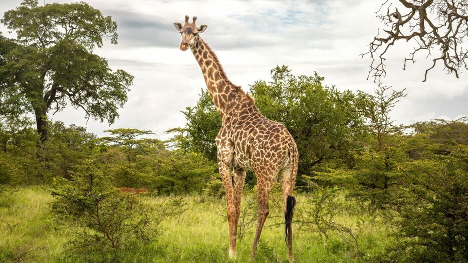 タンザニア南部の国立公園に生息する雌のマサイキリン