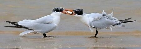 成鳥（左）から小魚を受け取る幼鳥。オニアジサシの親子とみられる＝６日、石垣市内（小林雅裕さん撮影）