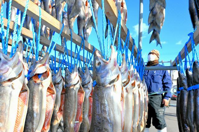 塩蔵したのちに寒風にさらされるサケ=2024年11月5日午前11時44分、北海道別海町の別海漁協、山本智之撮影