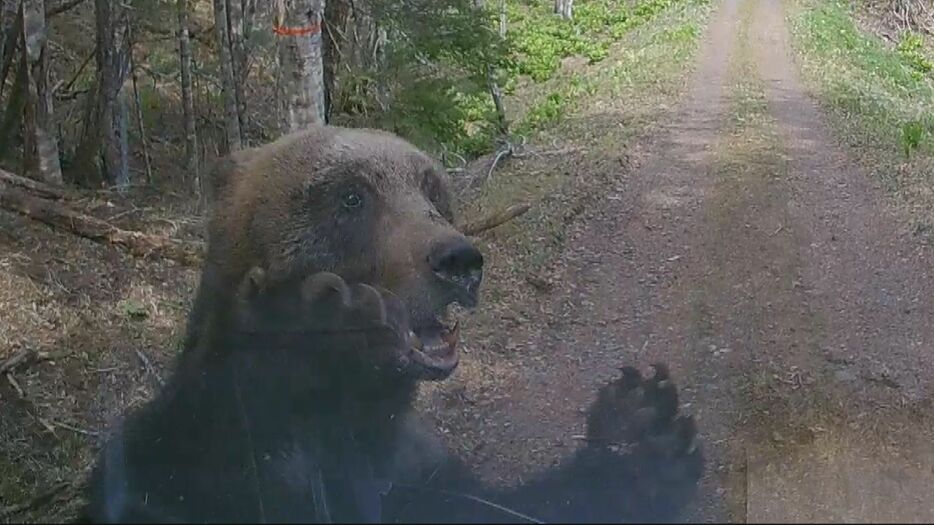 軽トラックを襲ったクマ（4月　北海道根室市）北海道警察提供