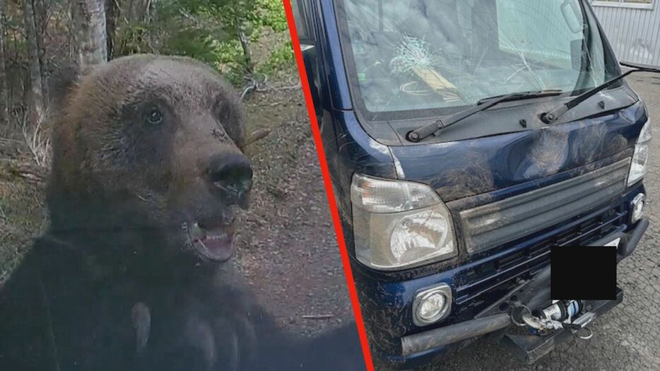 軽トラックを襲ったクマと破損した車体（4月　北海道根室市）