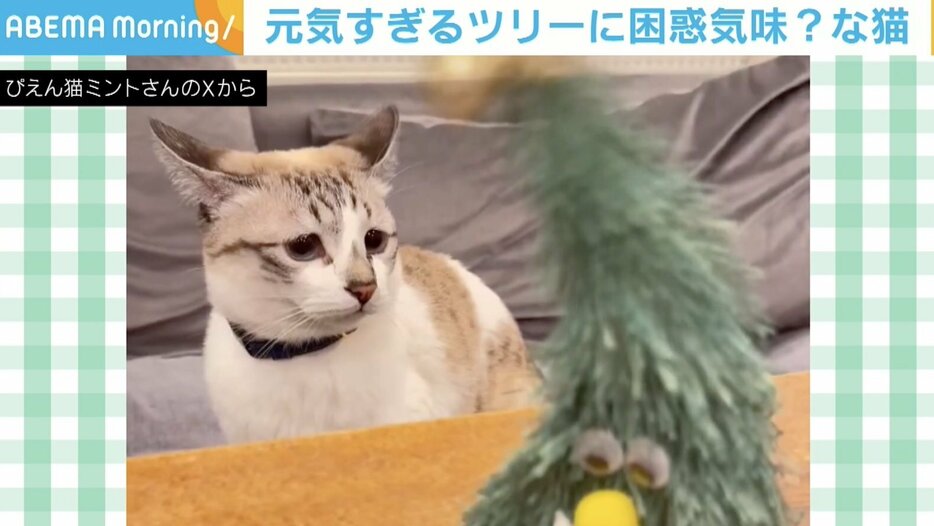 猫のミントちゃん（3歳）