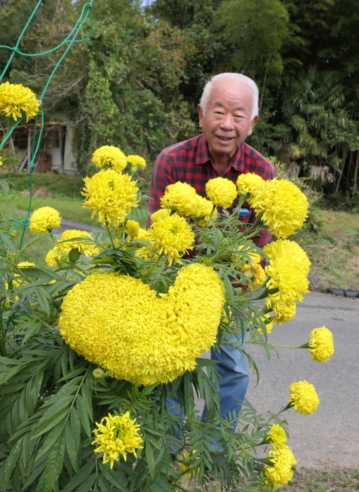 ハート型の大振りな花を咲かせたマリーゴールド=岡山県津山市で