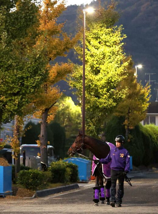 まだ暗い21日の早朝、厩舎周りで運動するドウデュース（撮影・白石智彦）