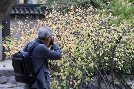 ５日午後、紅葉が色づいた徳寿宮の境内を市民が歩いている。チャン・ジニョン記者