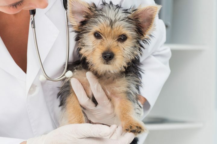 【犬の鼻血】甘く見ずにすぐに動物病院へ（写真／イメージマート）