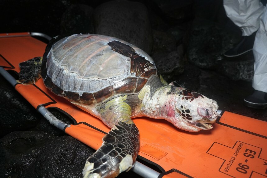 済州市朝天（チェジュシ・チョチョン）で見つかったウミガメの死骸。［写真　ドキュ済州、済州大学鯨・海洋生物保全研究センター］