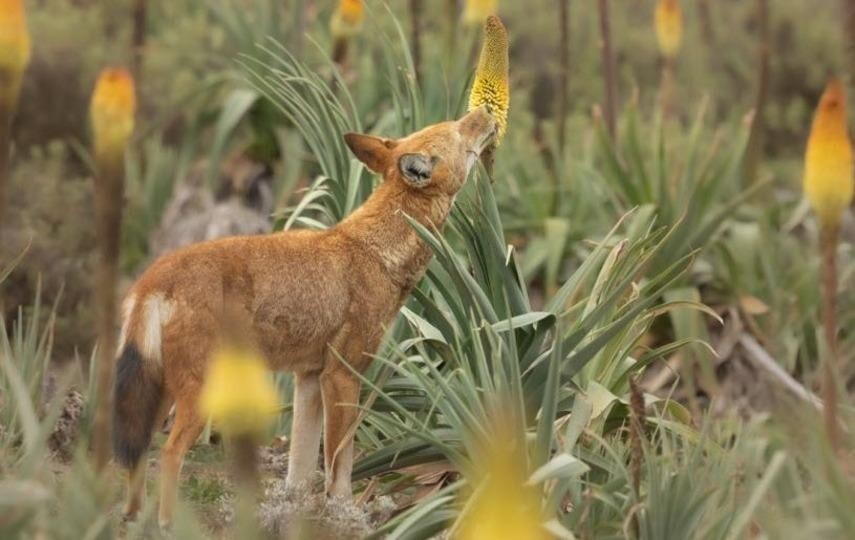 肉食オオカミ、蜂蜜なめて植物の交配のお手伝い