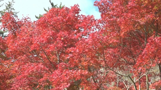 寒霞渓　香川・小豆島町　19日